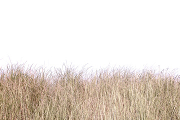 dry grass field.