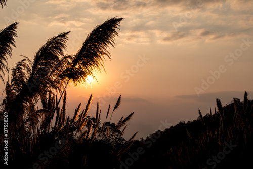 Sugar cane flower Sunrise,Beauty blue sky and clouds in daytime in Thailand