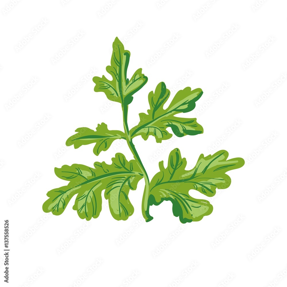Parsley isolated on white. Annual herb in the celery family Parsley isolated on white. Annual herb in the celery family
