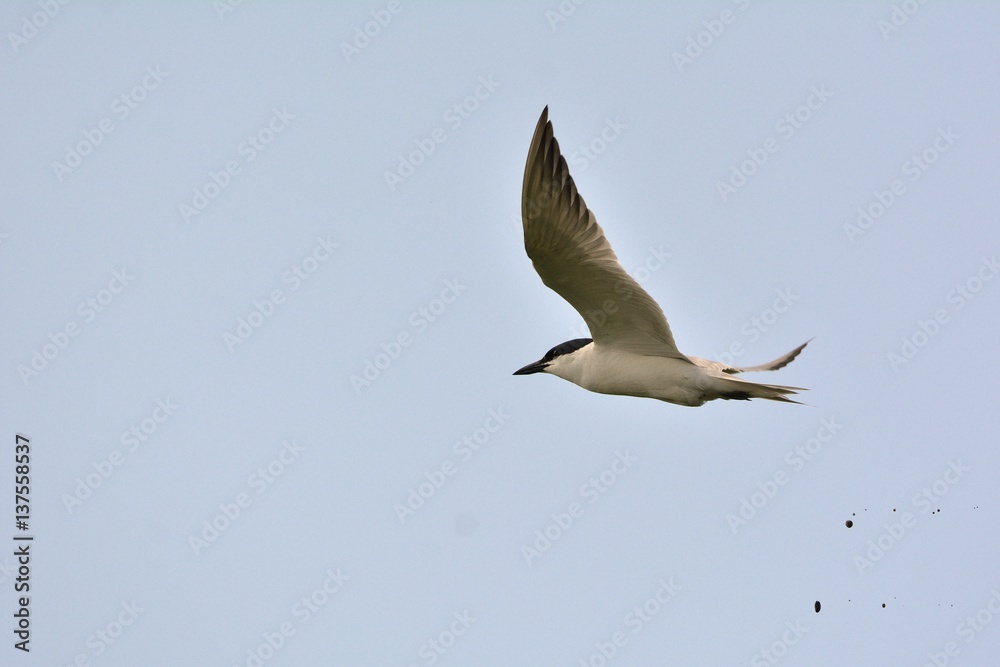 Common Gull-billed Tern (Gelochelidon nilotica), Greece Common Gull-billed Tern (Gelochelidon nilotica), Greece