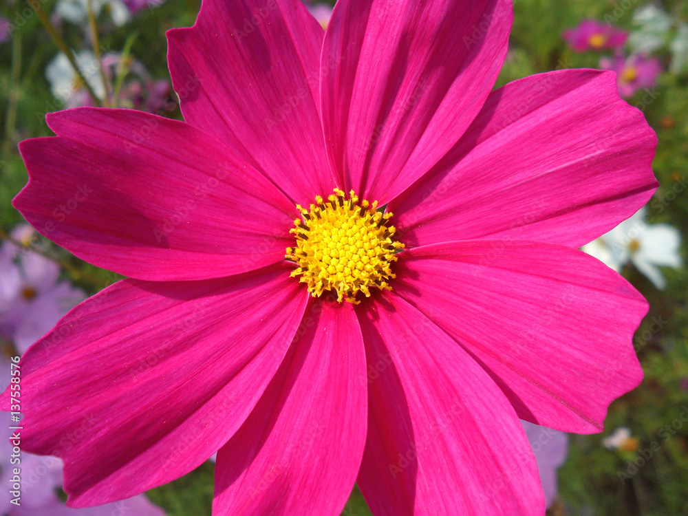 Closed up blooming vivid pink Cosmos flowers in the sunlight 