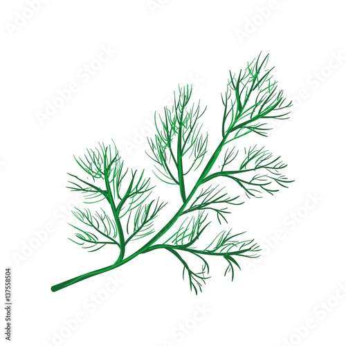 Dill branch isolated on white.Annual herb in celery family.