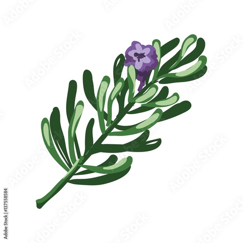 Rosemary branch and purple flower isolated on white. Rosmarinus officinalis