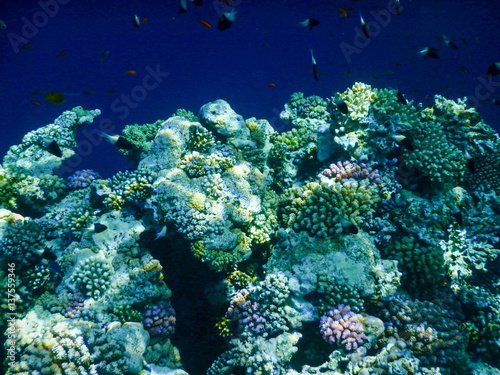 Sharm el Sheik Reef / Wonderful views of the reef dh Sharm el Sheik, including fish and beautiful corals, fleeing the monotony of work and the city