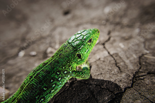 Head, part of torso and tail of iguana on dry cracked earth © Ilshat