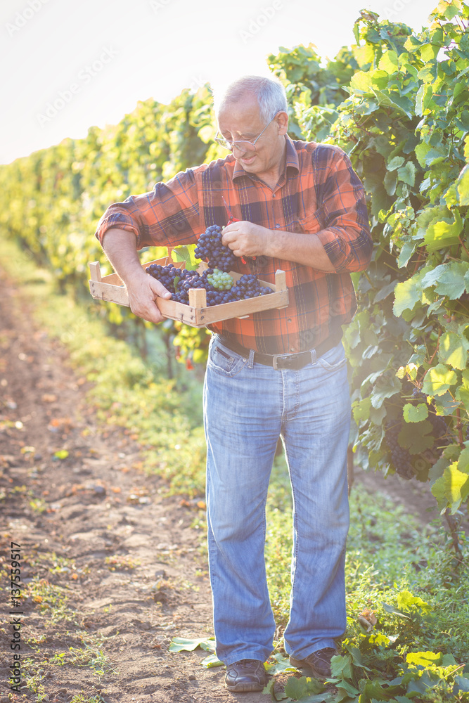 Fototapeta premium Senior man examining the grapes in the vineyard.
