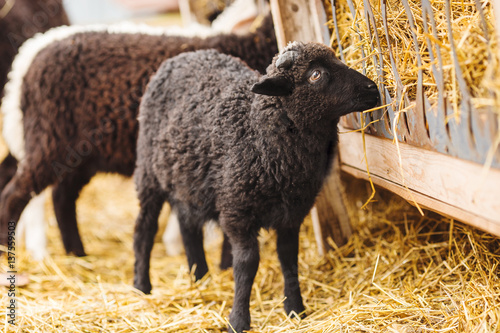Black sheep eating straw on farm. Dark coat on mutton