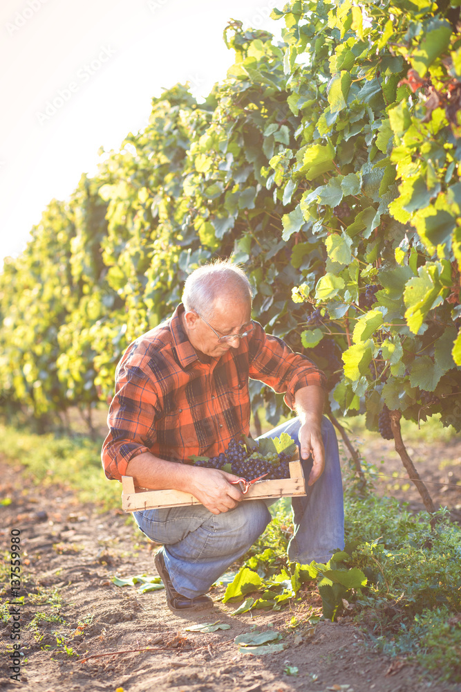 Senior man examining the grapes in the vineyard. Senior man examining the grapes in the vineyard.