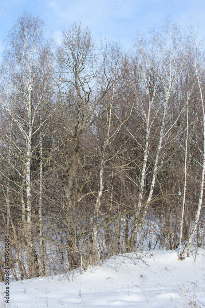 View of winter forest in sunny day View of winter forest in sunny day