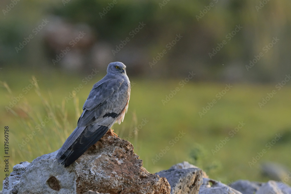 Obraz premium Montagu's Harrier (Circus pygargus). Greece