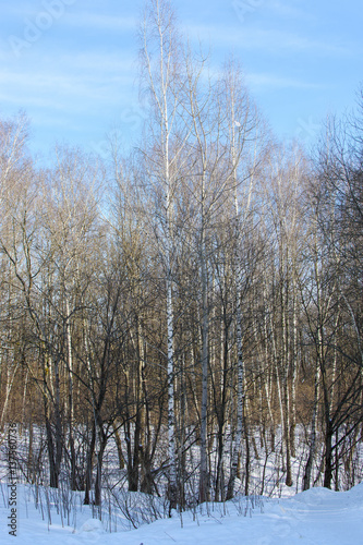 View of winter forest in sunny day
