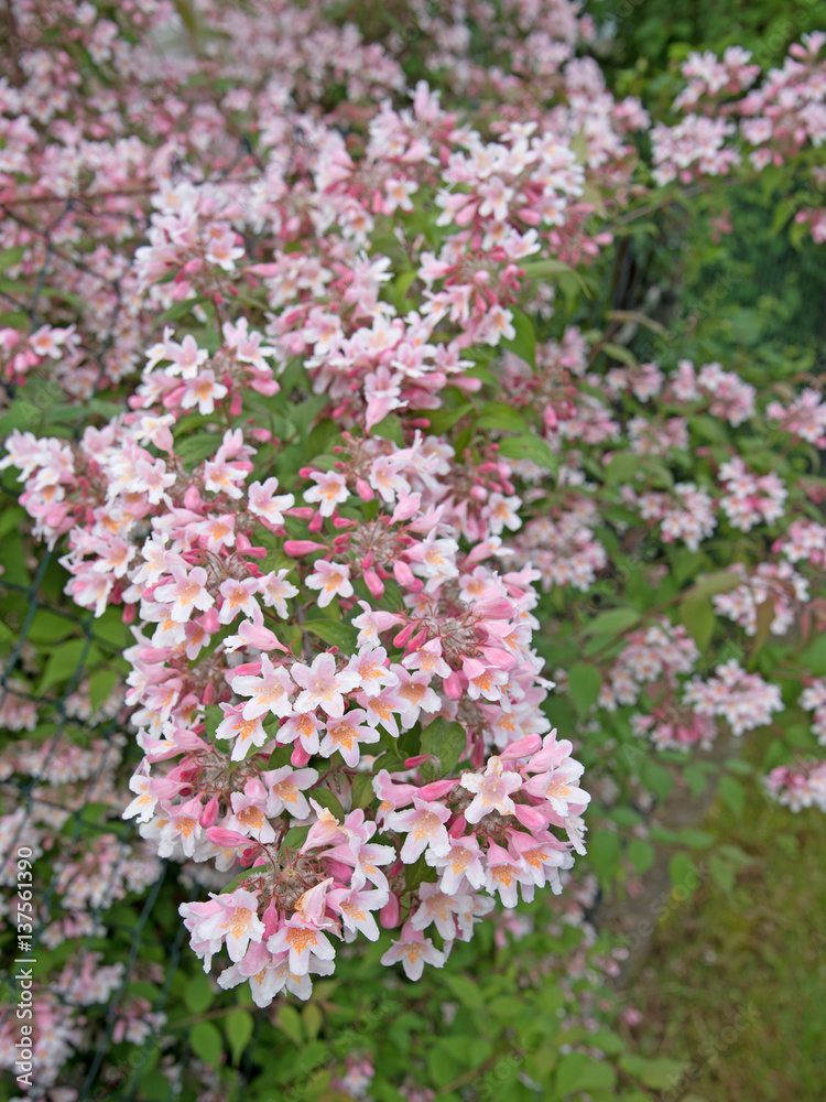 Weigelie, Weigela, Weigelia, Glockenstrauch StockFoto Adobe Stock