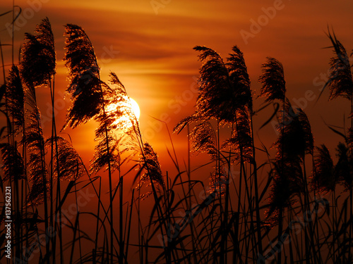 Canvas Print Schilfrohr im Sonnenuntergang an der Havel