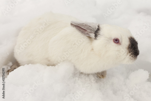 rabbit lying on the snow