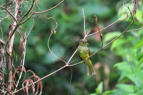 Hairy-backed Bulbul (Tricholestes criniger) in Borneo, Malaysia - エリゲヒヨドリ photo