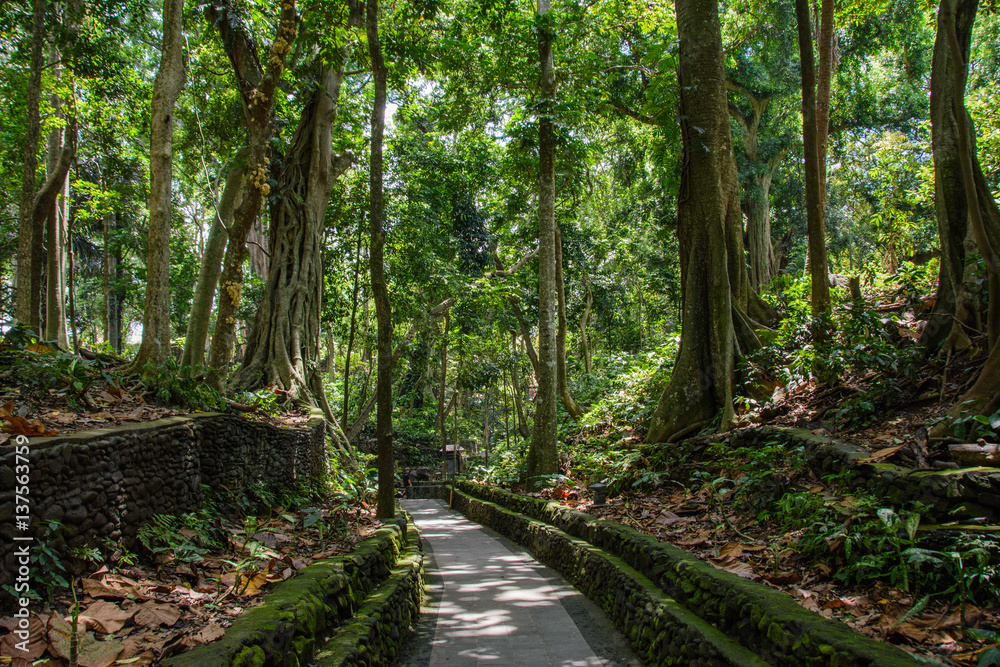 Path in Monkey Forest, Ubud, Bali, Indonesia Path in Monkey Forest, Ubud, Bali, Indonesia