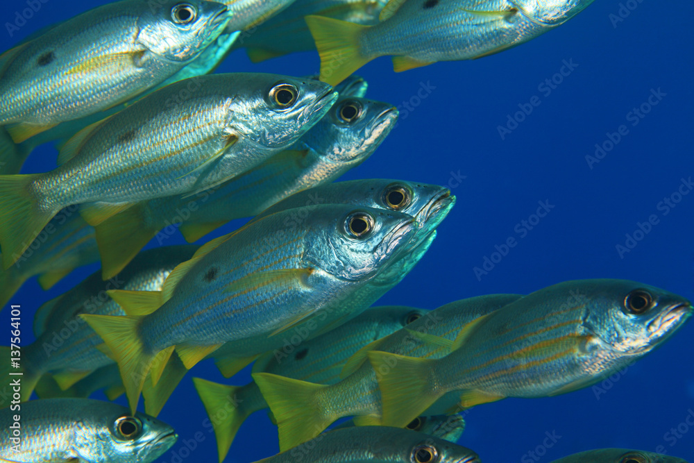 Dory snapper fish