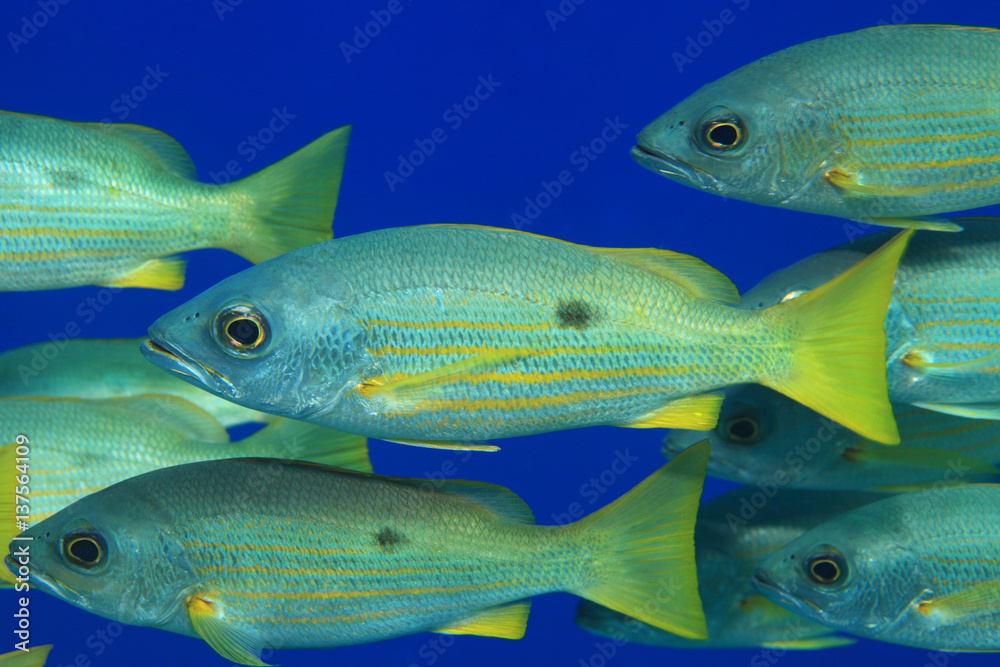 Dory snapper fish Dory snapper fish