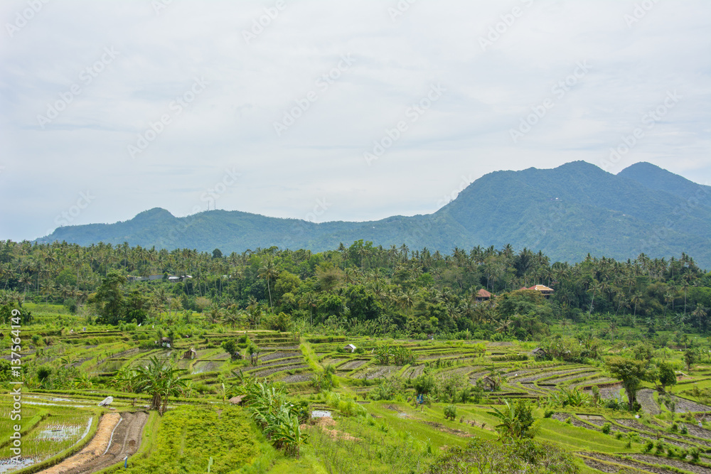 Rice fields in Karangasem, Bali, Indonesia