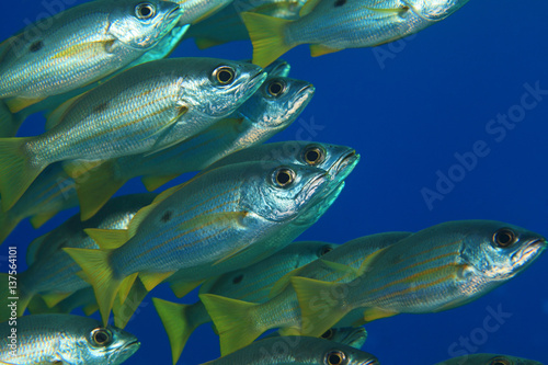 Dory snapper fish © aquapix