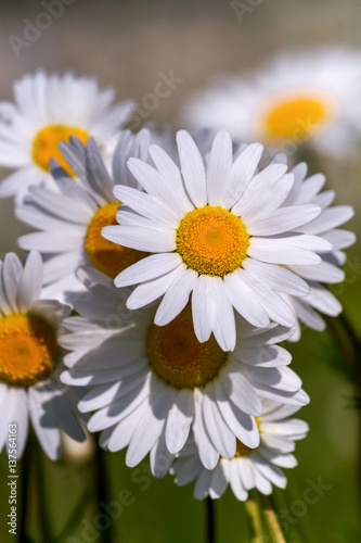 Fototapeta Naklejka Na Ścianę i Meble -  field daisy closeup