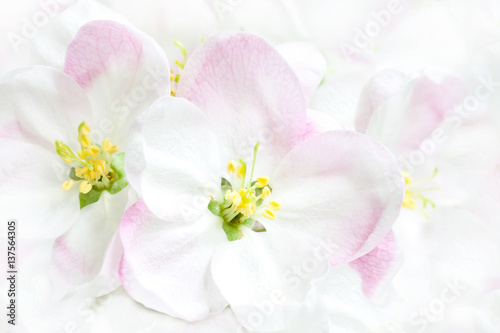 Beautiful spring flowers in blossom. Floral wallpaper