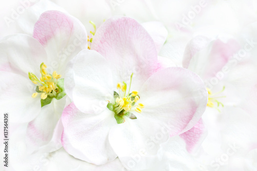 Beautiful spring flowers in blossom.  Floral wallpaper