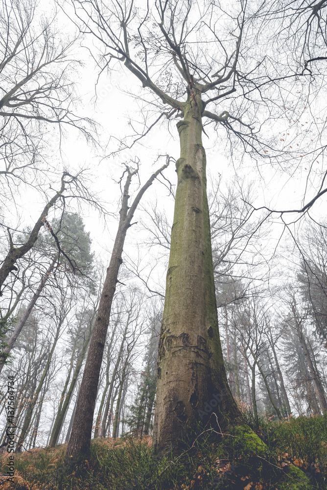 Fototapeta premium Pillars of the Earth
