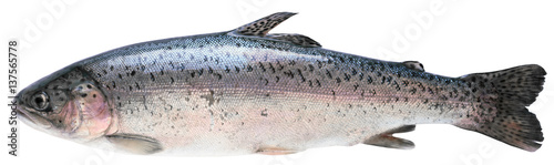 Obraz na plátně Fresh trout