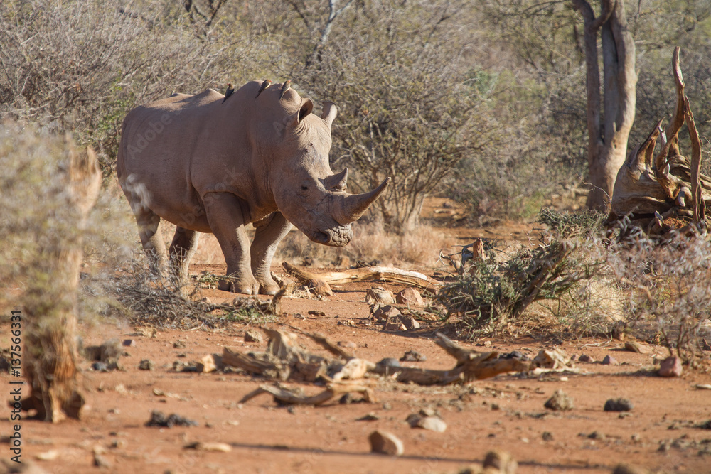 Fototapeta premium Wild Dog, Madikwe Game Reserve