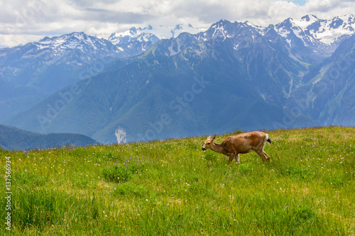 Deer in the meadow in mountains, Olympic National Park, Washington, USA