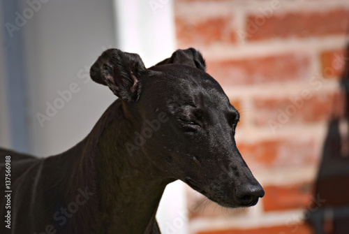 Portrait of a beautiful black greyhound outdoor 