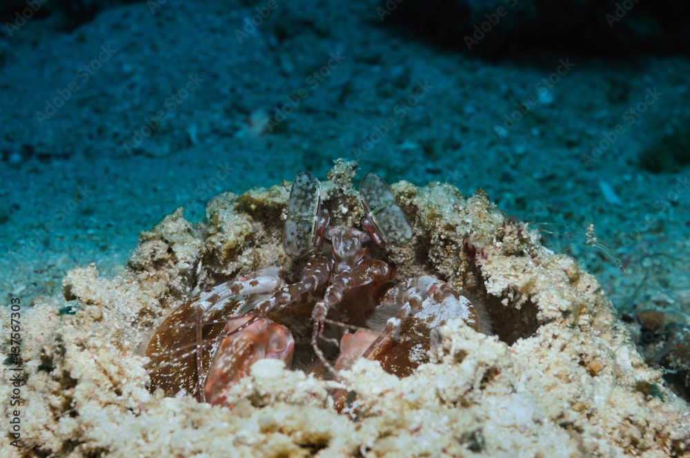 Couple of shrimps Couple of shrimps