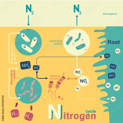 Nitrogen cycle info-graphic cartoon vector photo