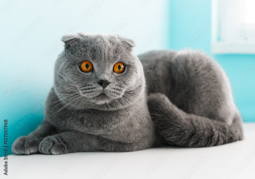 Grey cat sale with orange eyes