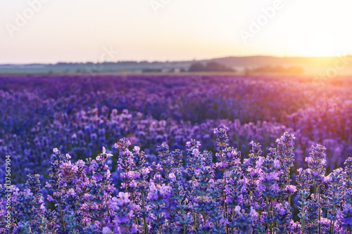 Bright lavender field at sunset. Bright abstract background ideal for any design. Basic background for design