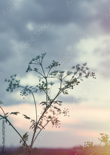 Blurred landscape in the field. Sprig of field plants on the background of cloudy sky. Sunset meadow. Bright abstract background ideal for any design. Blurred bokeh basic background for design