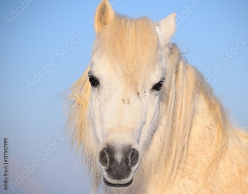 110 Ein Pferd mit hellem Fell steht im Winter auf der Weide im Schnee und bei Kälte und freut sich über die wärmende Sonne.