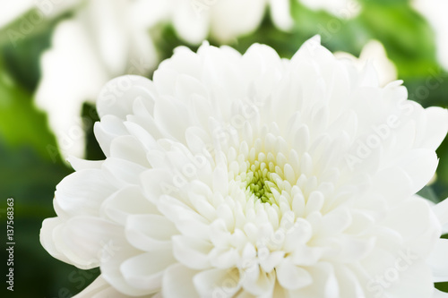 Macro image of white chrysanthemum flower, selective focus