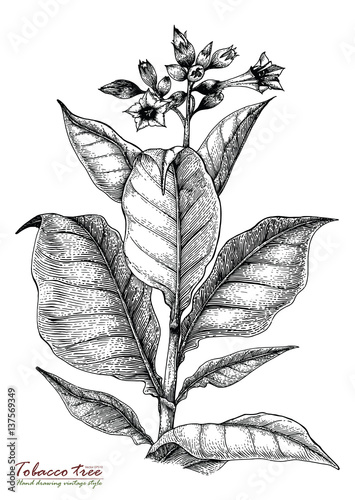 Tobacco tree hand drawing vintage style