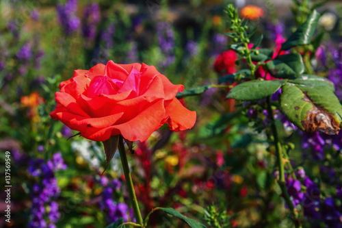 Rose bloom bouquet in the garden outdoor