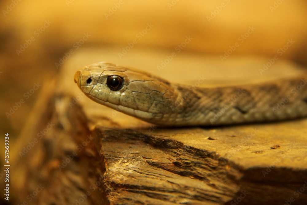 Fototapeta premium Deadly Australian Snake Slithering On Rock 1