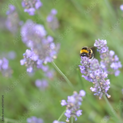 Biene auf Lawendel © rlang
