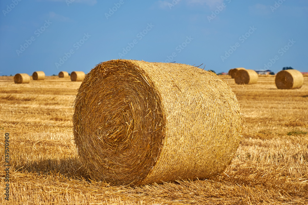 Beautiful landscape. Agricultural field. Round bundles of dry grass in the field against the blue sky. Bales of hay to feed cattle in winter