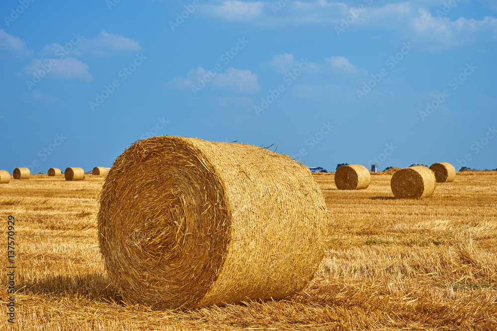 Beautiful landscape. Agricultural field. Round bundles of dry grass in the field against the blue sky. Bales of hay to feed cattle in winter