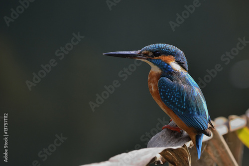Common Kingfisher (Alcedo atthis), Crete