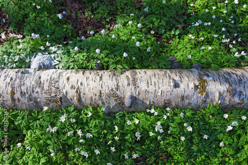 Fototapeta premium Wood anemone flowers at spring