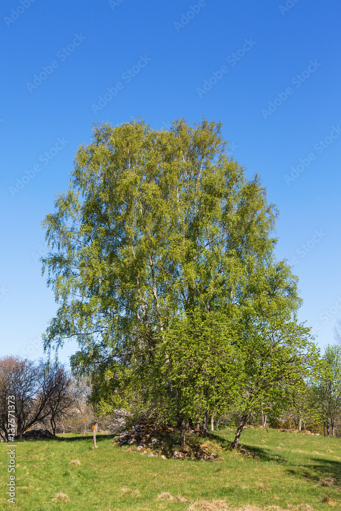 Fototapeta premium Birch tree in spring