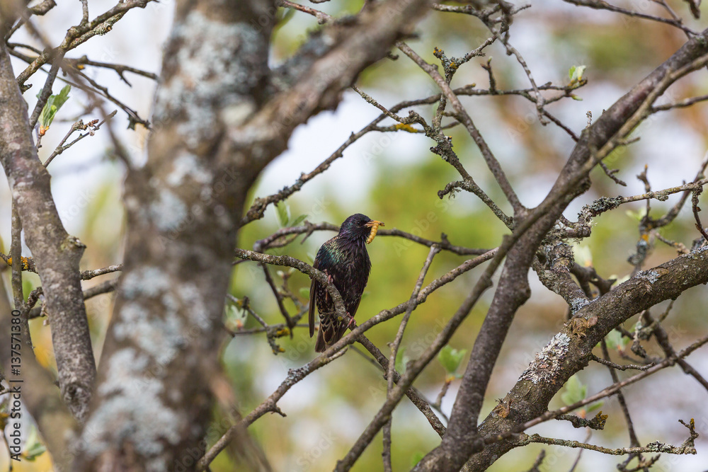 Obraz premium Starling with a caterpillar in beak