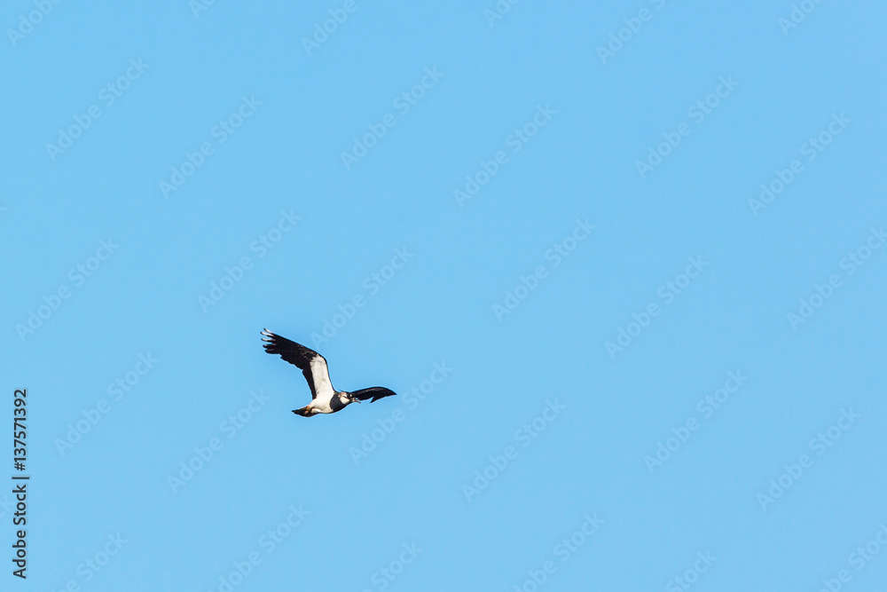 Northern Lapwing bird fly in the sky